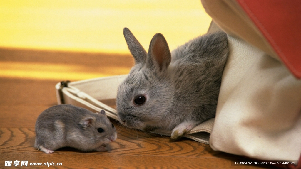 动物 宠物 狗 猫 生物世界