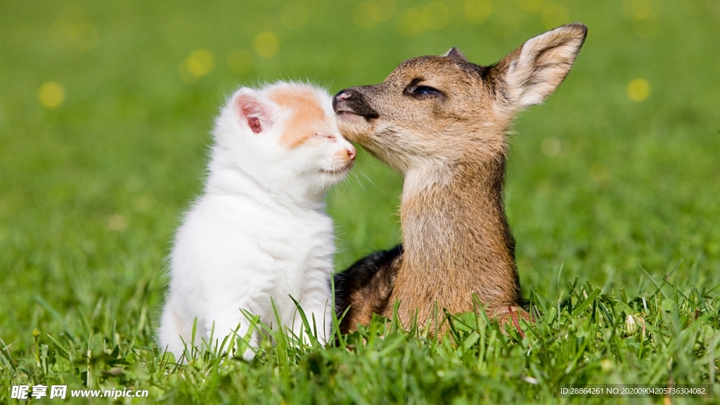动物 宠物 狗 猫 生物世界