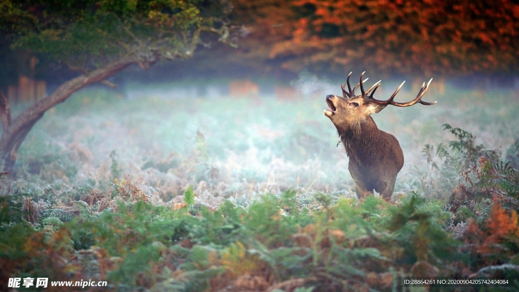 动物 宠物 狗 猫 生物世界
