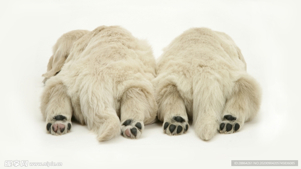 动物 宠物 狗 猫 生物世界