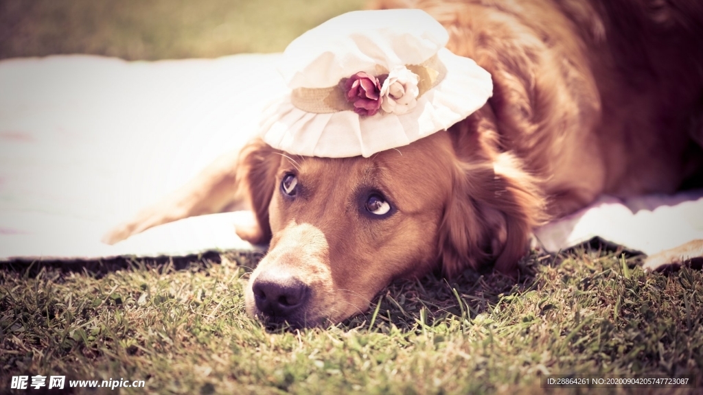 动物 宠物 狗 猫 生物世界