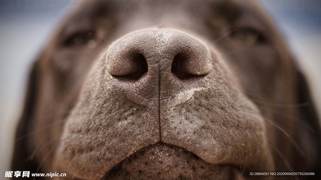 动物 宠物 狗 猫 生物世界