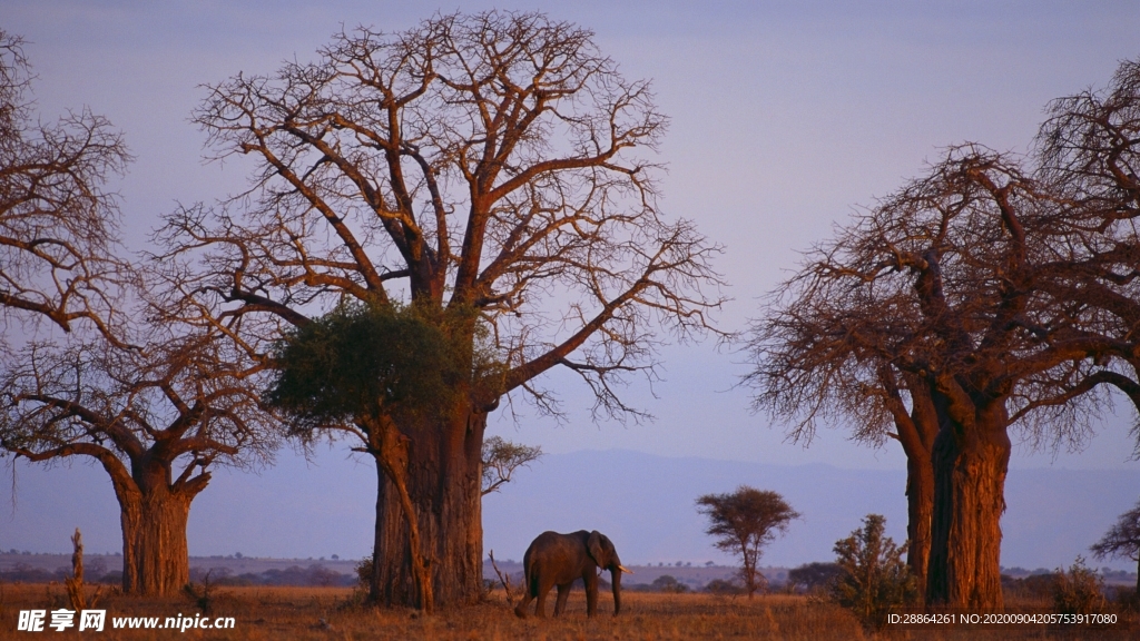 动物 宠物 狗 猫 生物世界