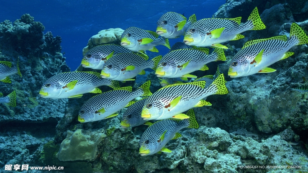 动物 宠物 狗 猫 生物世界