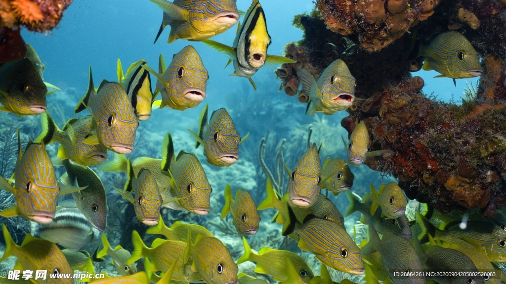 动物 宠物 狗 猫 生物世界