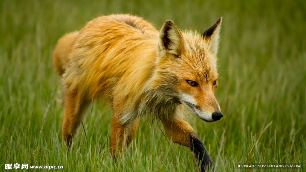 动物 宠物 狗 猫 生物世界