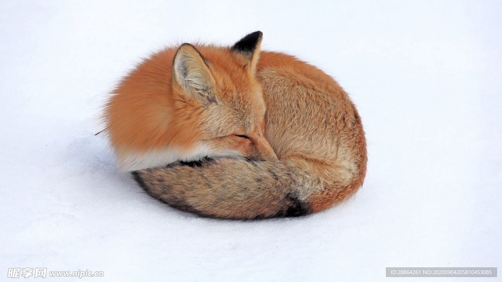 动物 宠物 狗 猫 生物世界