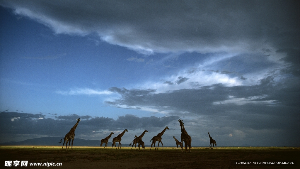 动物 宠物 狗 猫 生物世界