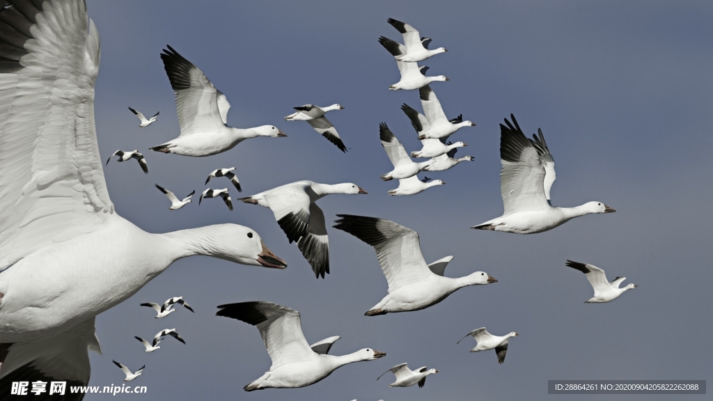 动物 宠物 狗 猫 生物世界