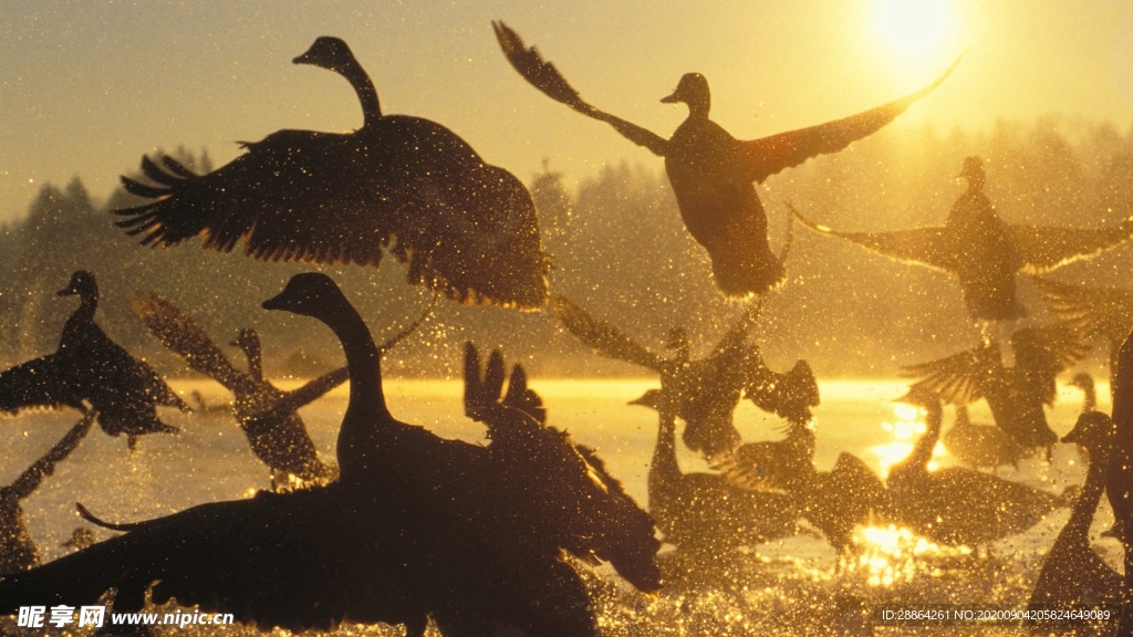 动物 宠物 生物世界