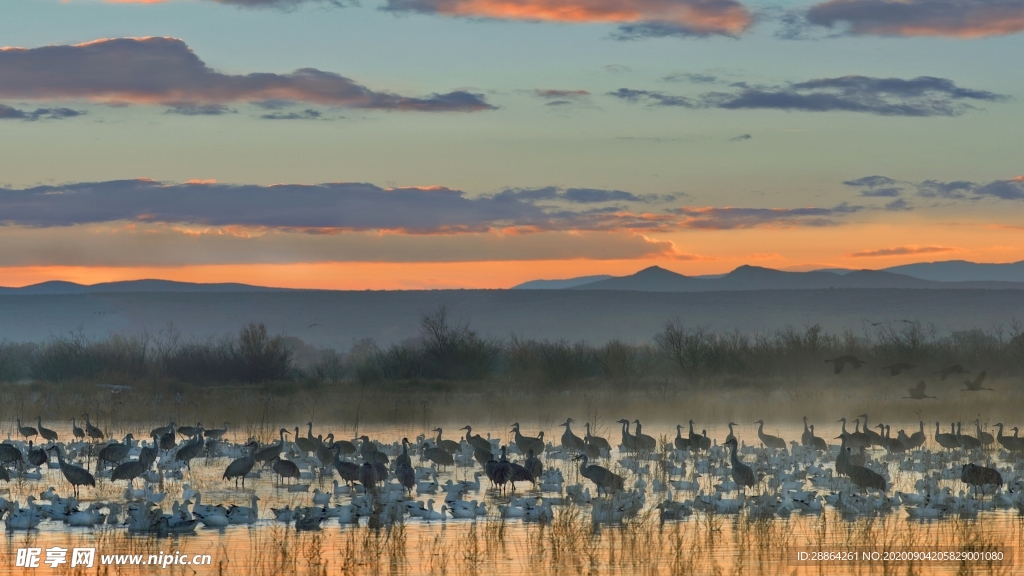 动物 宠物 狗 猫 生物世界
