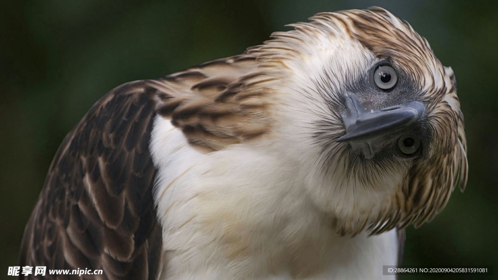 动物 宠物 狗 猫 生物世界