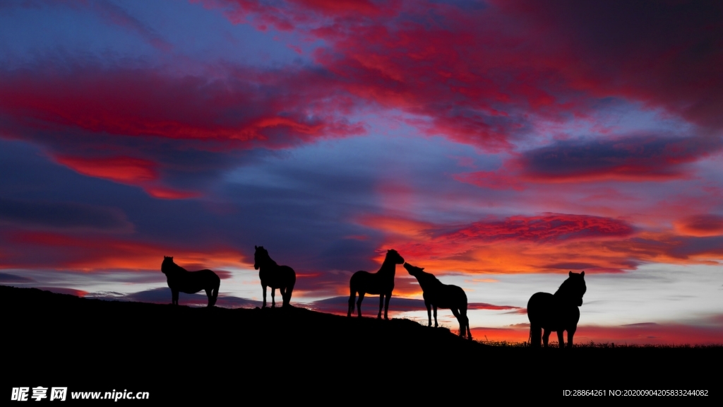 动物 宠物 狗 猫 生物世界
