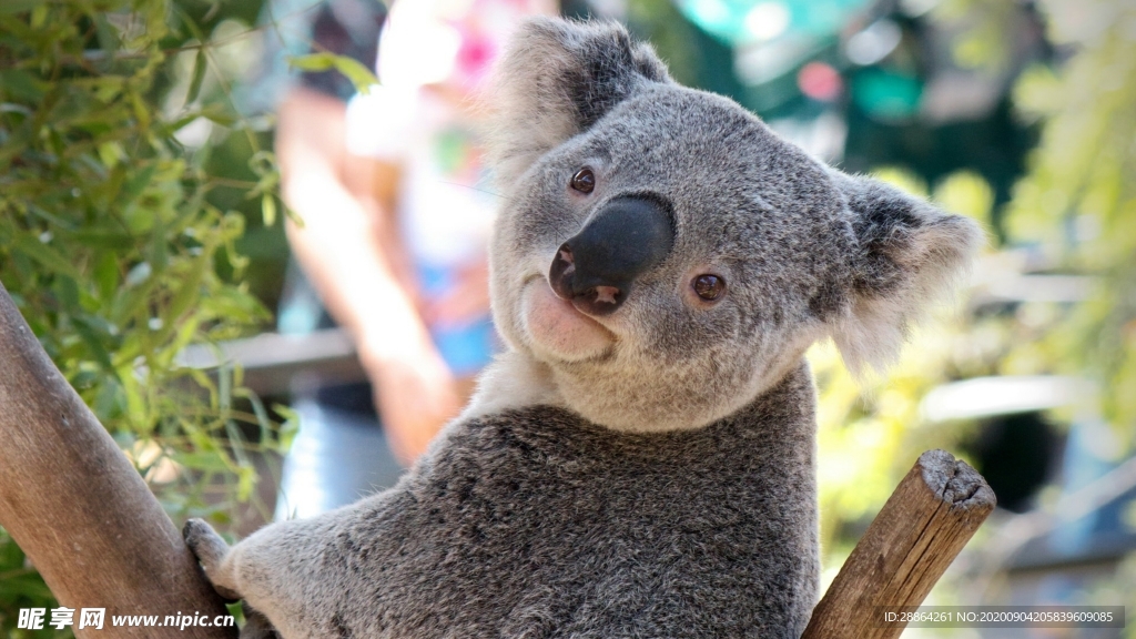 动物 宠物 狗 猫 生物世界
