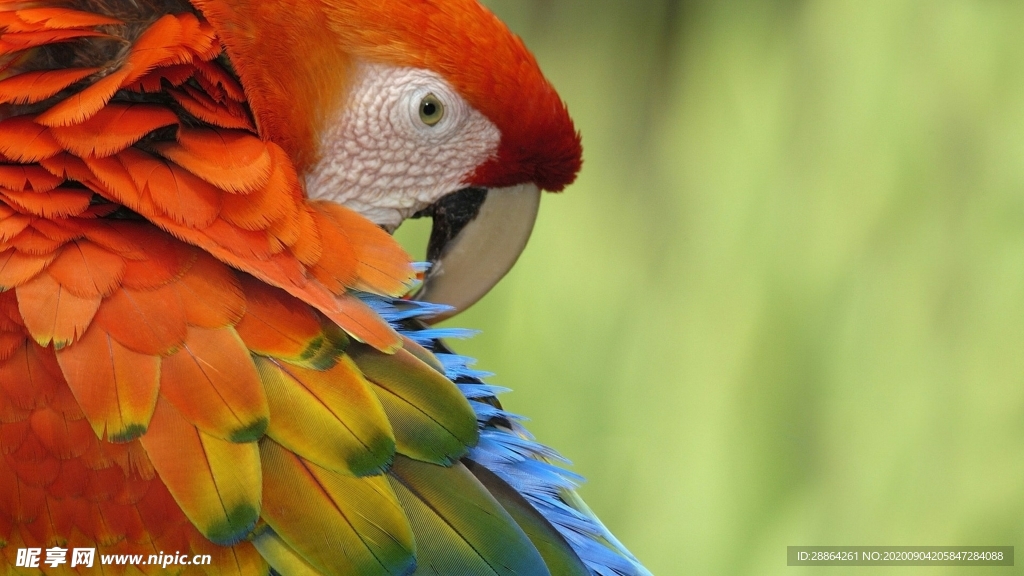 动物 宠物 狗 猫 生物世界