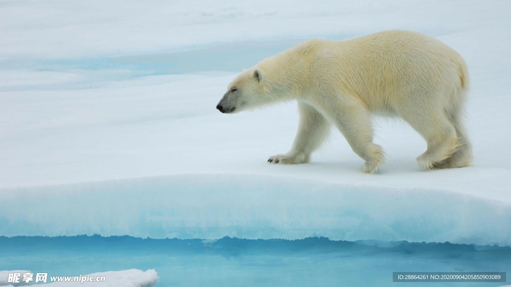 动物 宠物 狗 猫 生物世界