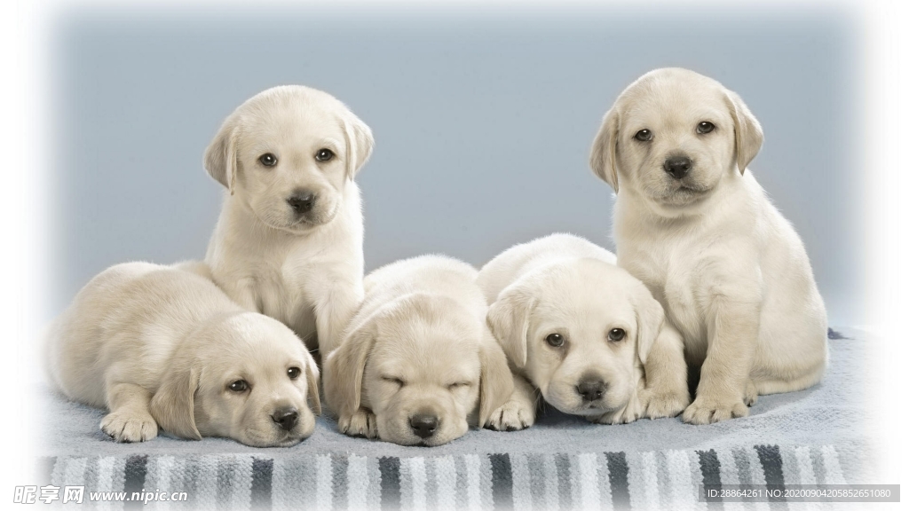 动物 宠物 狗 猫 生物世界