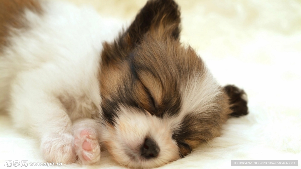 动物 宠物 狗 猫 生物世界