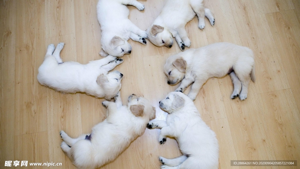 动物 宠物 狗 猫 生物世界