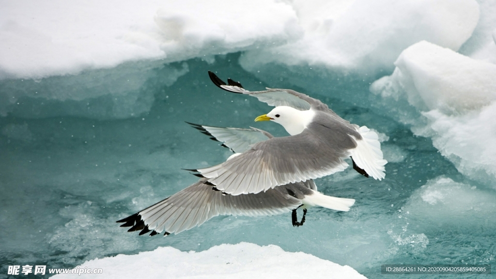 动物 宠物 狗 猫 生物世界