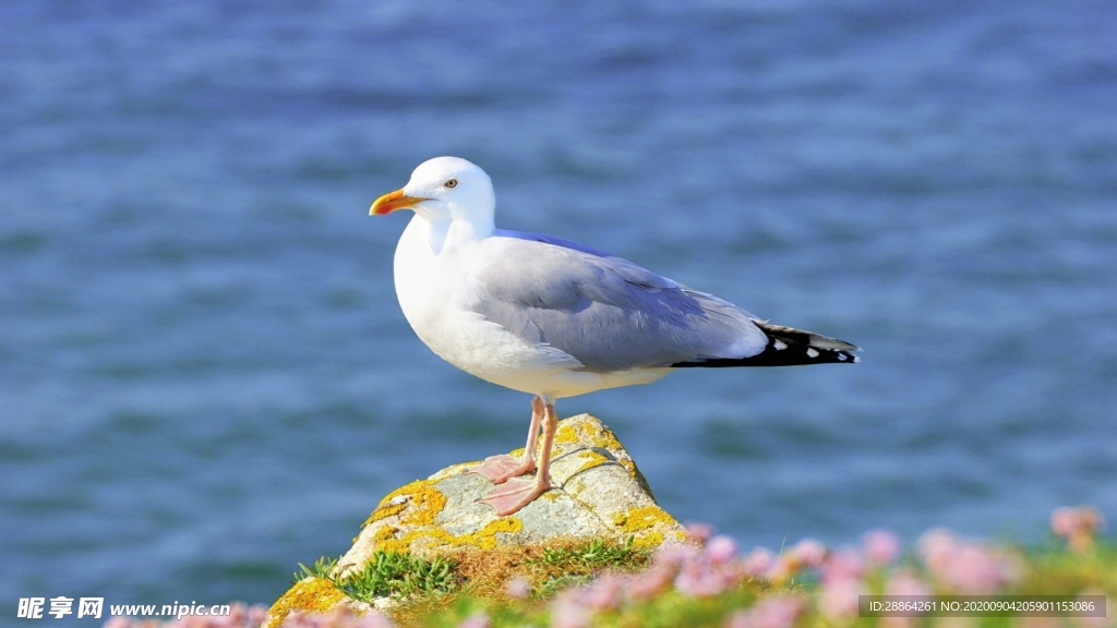 动物 宠物 狗 猫 生物世界