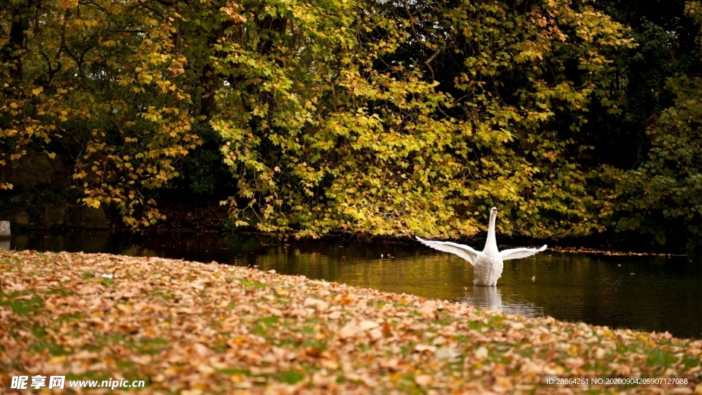 动物 宠物 狗 猫 生物世界