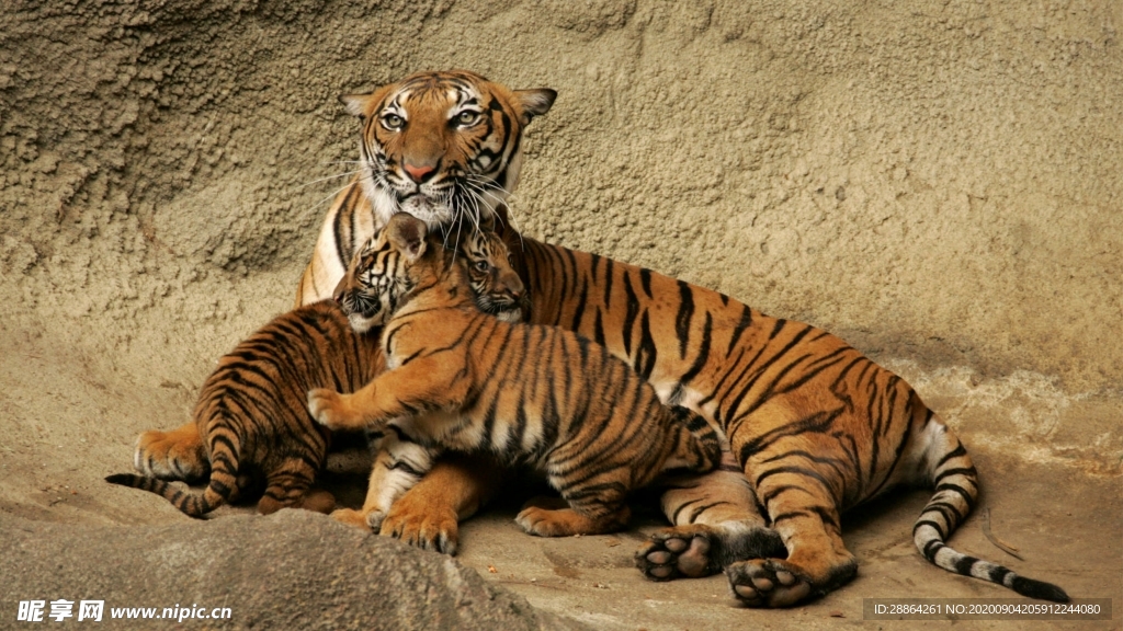 动物 宠物 狗 猫 生物世界