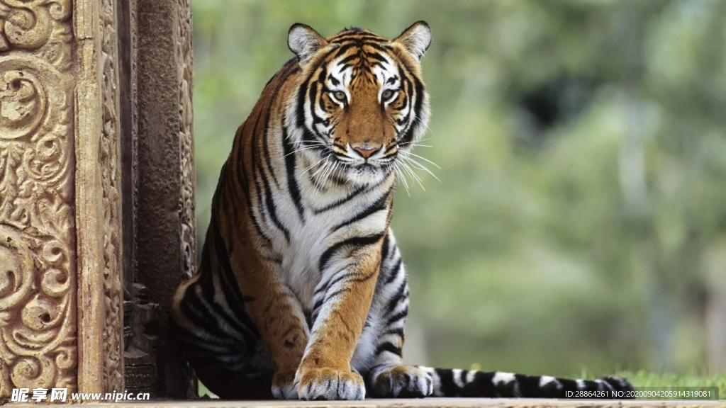 动物 宠物 狗 猫 生物世界