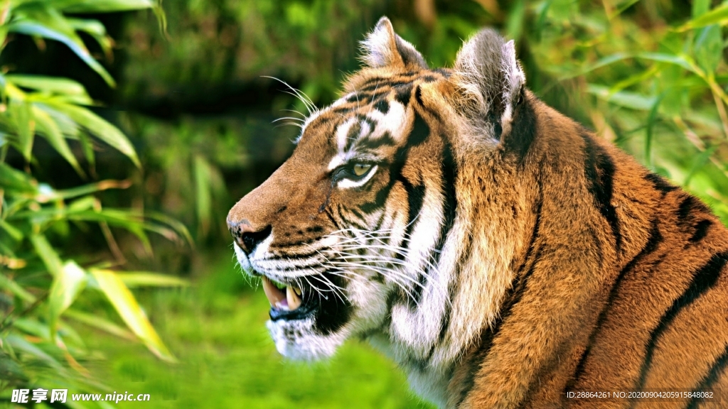 动物 宠物 狗 猫 生物世界