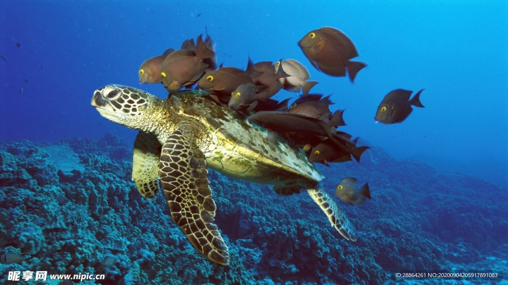 动物 宠物 狗 猫 生物世界