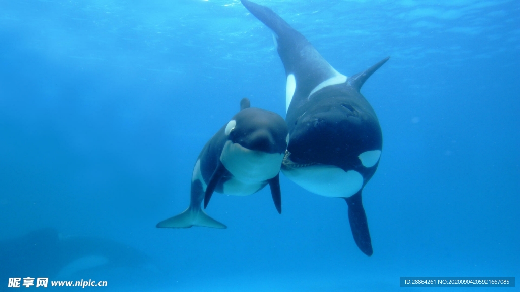 动物 宠物 狗 猫 生物世界