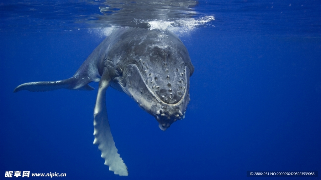 动物 宠物 狗 猫 生物世界