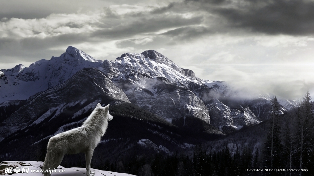 动物 宠物 狗 猫 生物世界