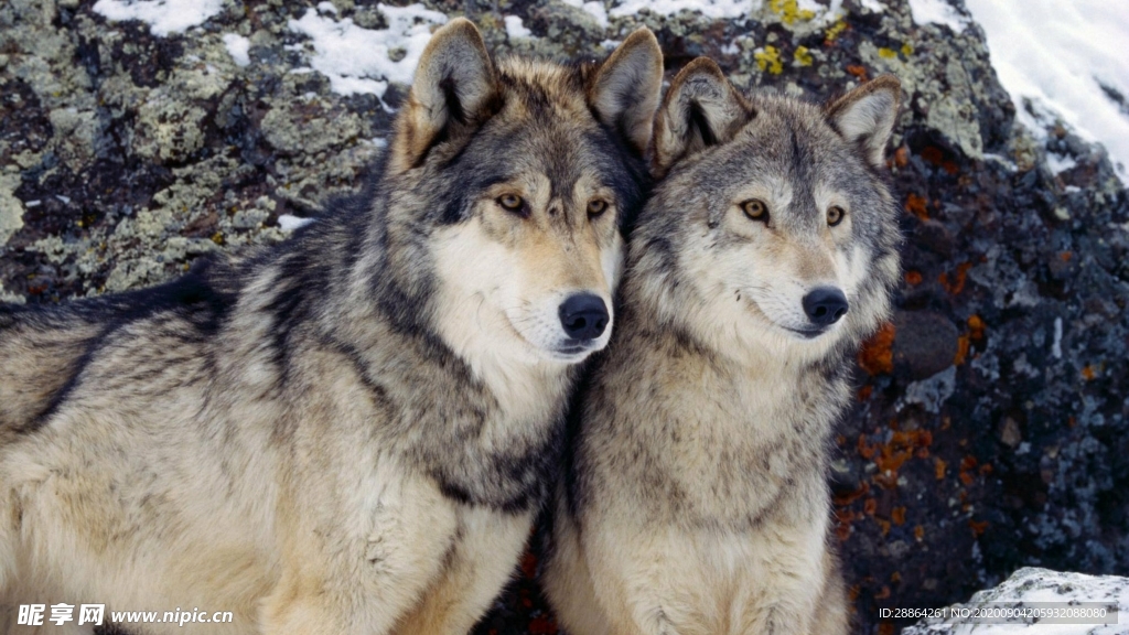 动物 宠物 狗 猫 生物世界