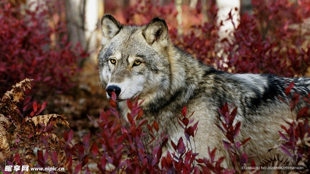 动物 宠物 狗 猫 生物世界