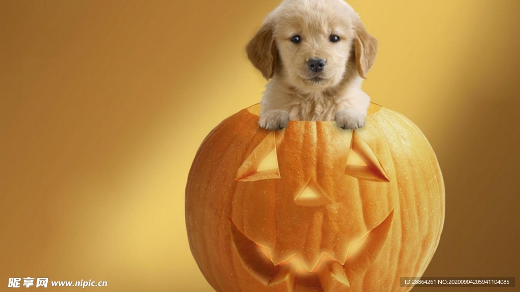 动物 宠物 狗 猫 生物世界