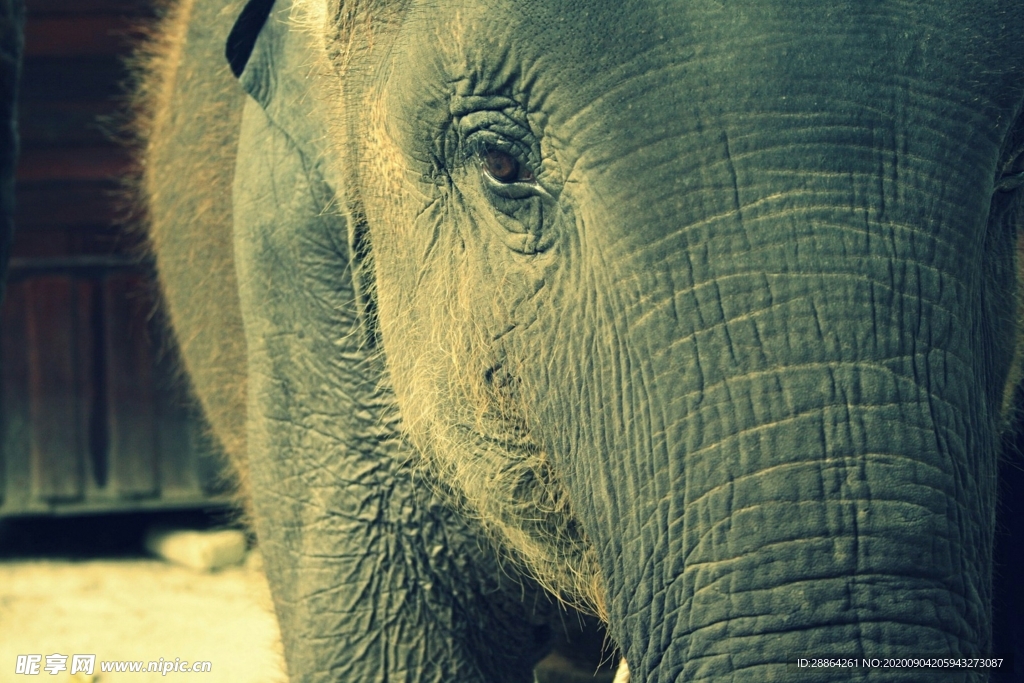 动物 宠物 狗 猫 生物世界