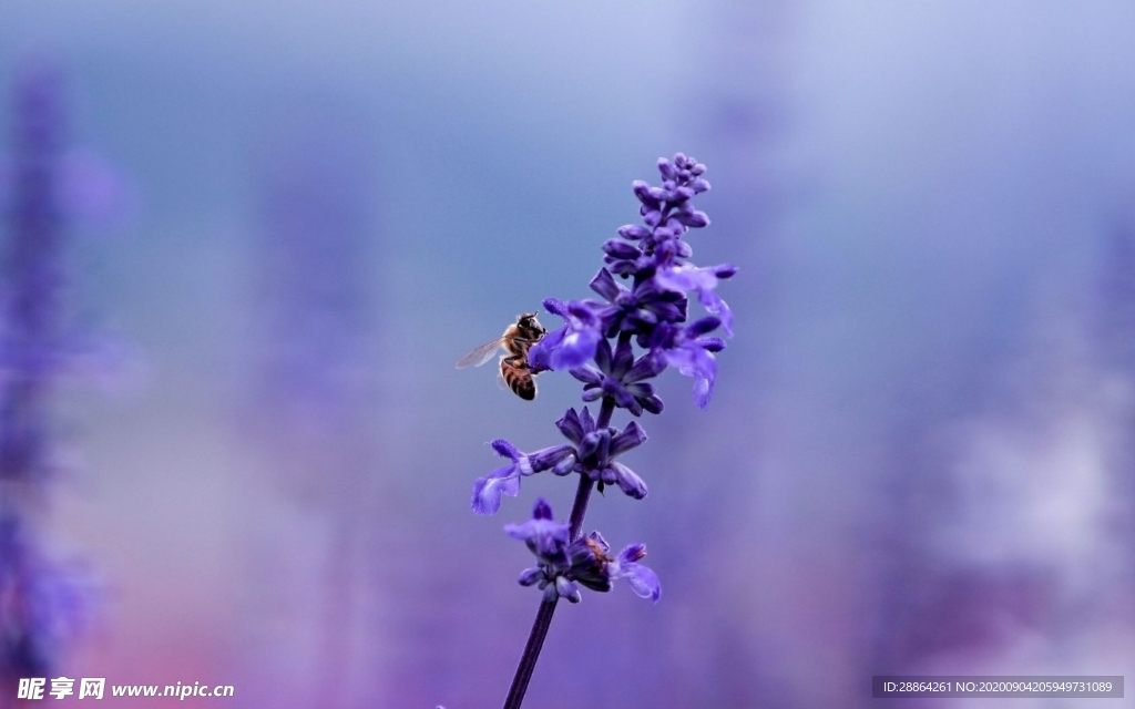 动物 宠物 狗 猫 生物世界