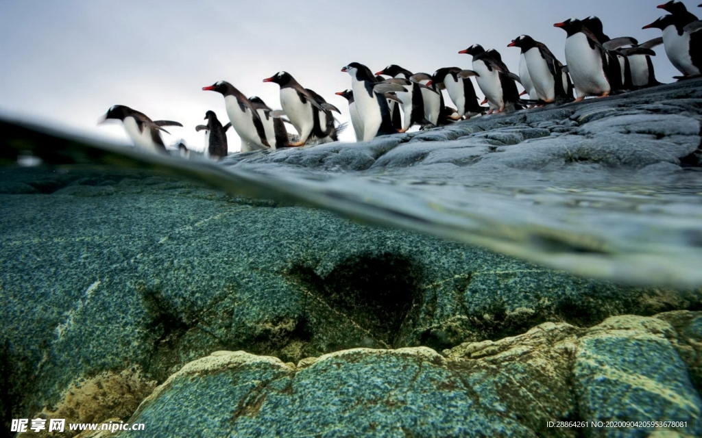 动物 宠物 狗 猫 生物世界