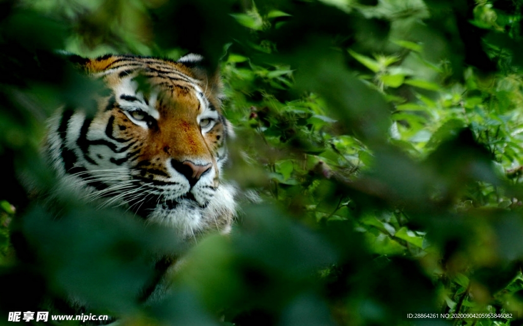 动物 宠物 狗 猫 生物世界