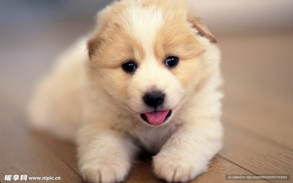 动物 宠物 狗 猫 生物世界