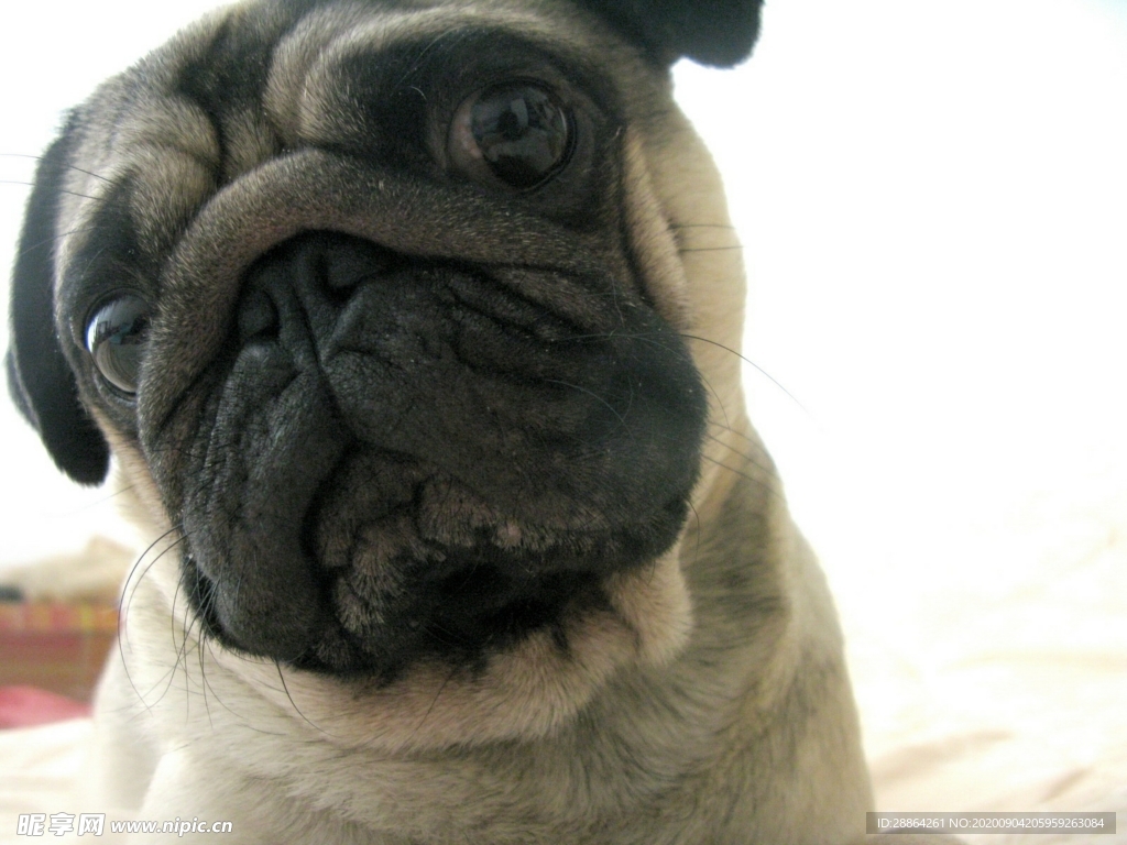 动物 宠物 狗 猫 生物世界