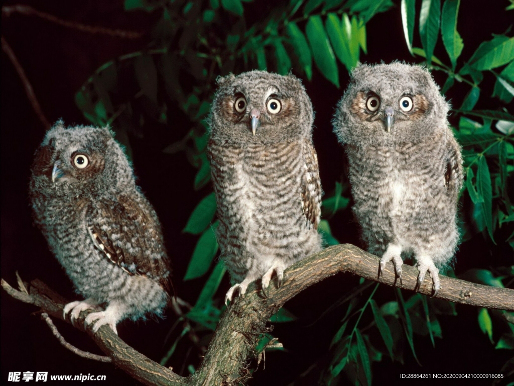 动物 宠物 狗 猫 生物世界