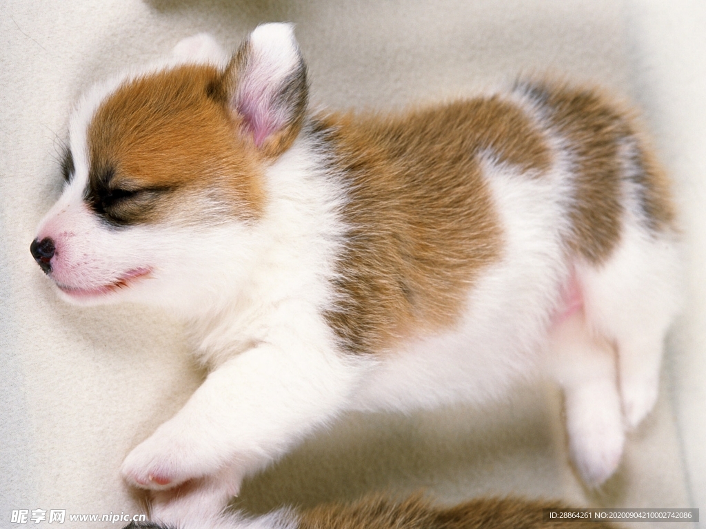 动物 宠物 狗 猫 生物世界