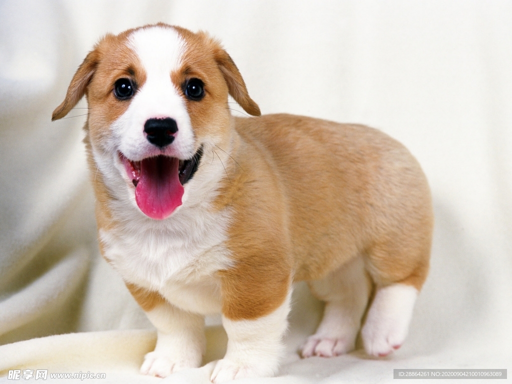 动物 宠物 狗 猫 生物世界