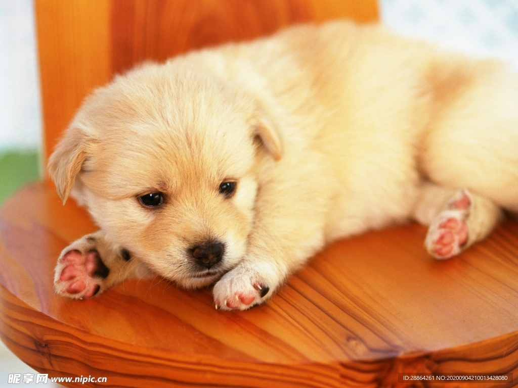 动物 宠物 狗 猫 生物世界