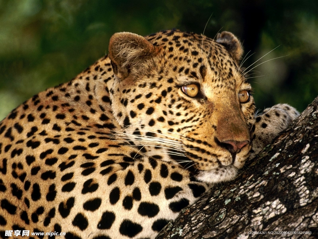 动物 宠物 狗 猫 生物世界