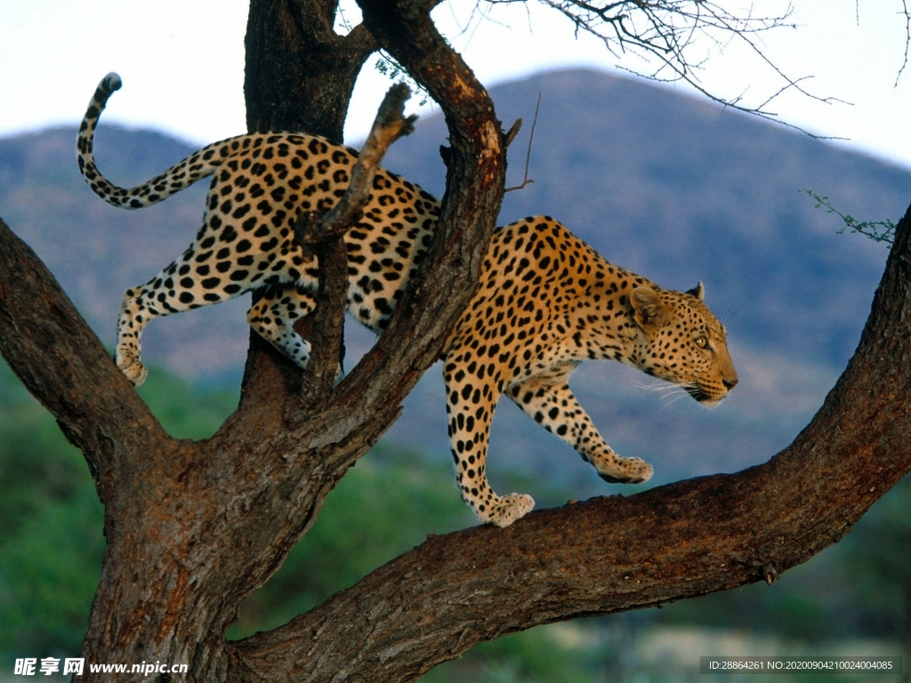动物 宠物 狗 猫 生物世界