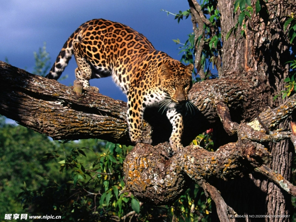 动物 宠物 狗 猫 生物世界