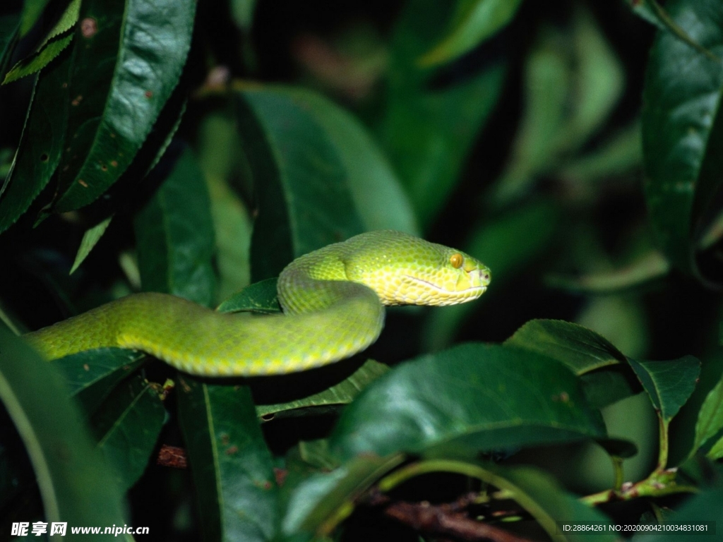 动物 宠物 狗 猫 生物世界